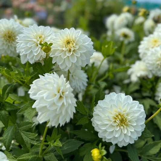 Dahlia Polar Ice
