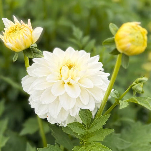 Dahlia Polestar Nyhet!