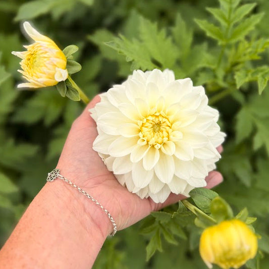 Dahlia Polestar Nyhet!