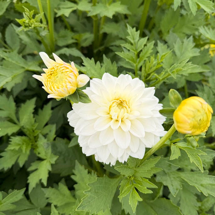 Dahlia Polestar Nyhet!