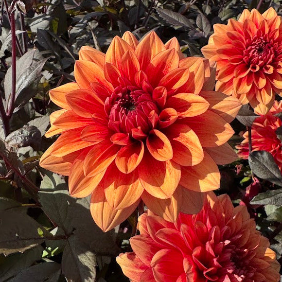 Dahlia Prince André Nyhet!