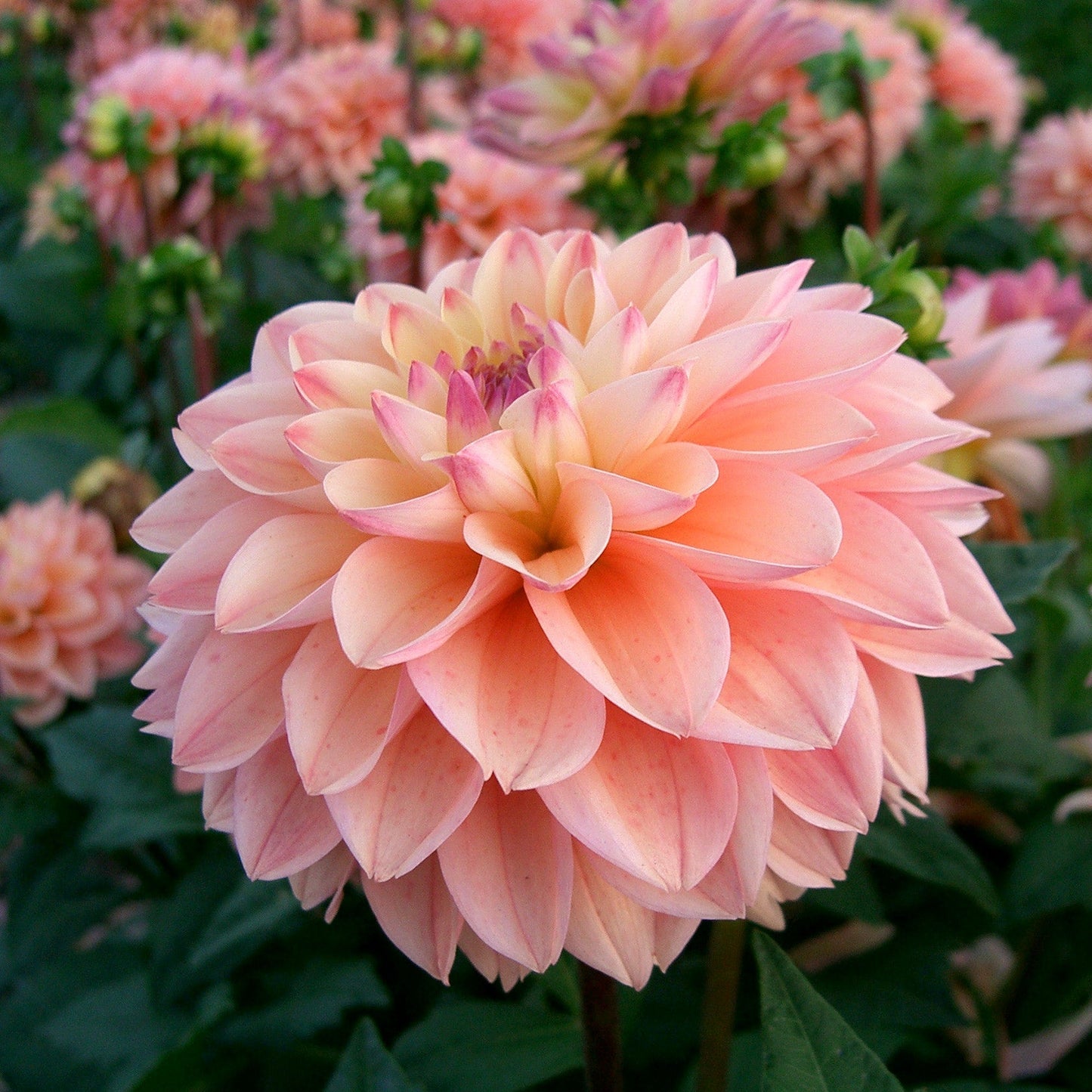 Dahlia Prinsess Elizabeth