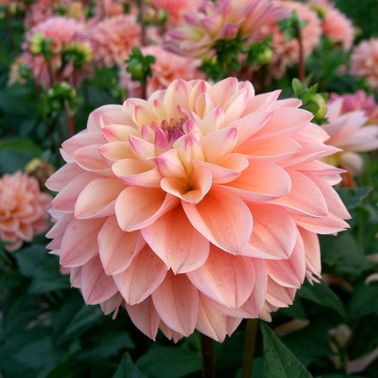 Dahlia Prinsess Elizabeth