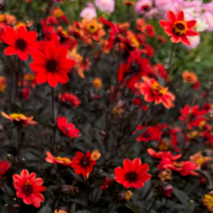 Dahlia Pulp Fiction®