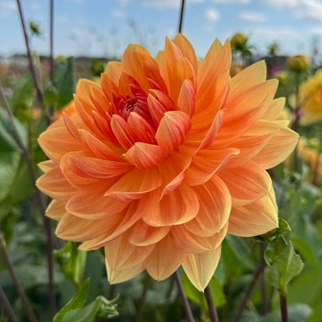 Dahlia Rancho