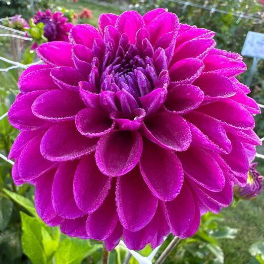 Dahlia Randy Crawford