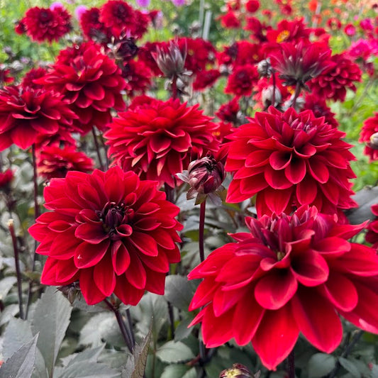 Dahlia Red Pannier Nyhet!