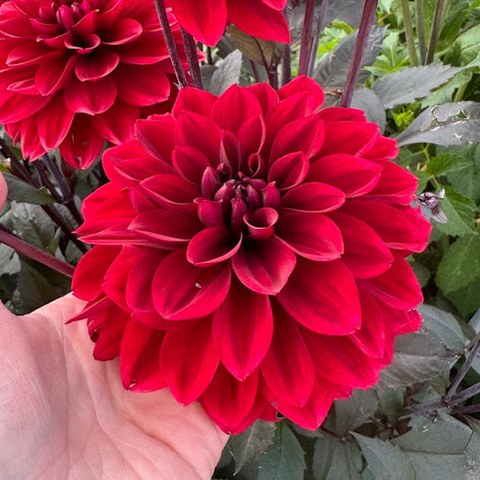 Dahlia Red Pannier Nyhet!