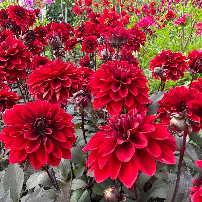 Dahlia Red Pannier Nyhet!