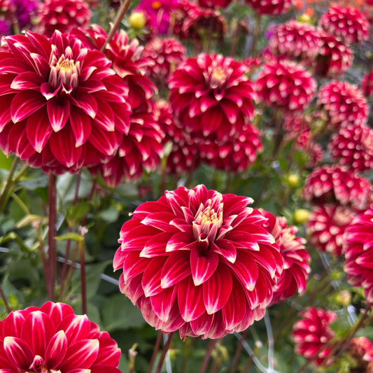 Dahlia Red Rock