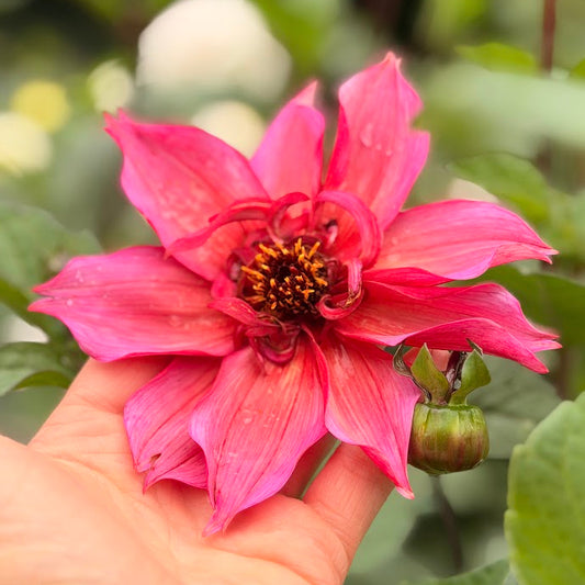 Dahlia Renes Favorite