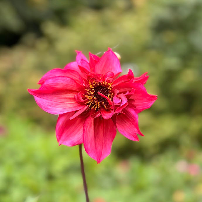 Dahlia Renes Favorite