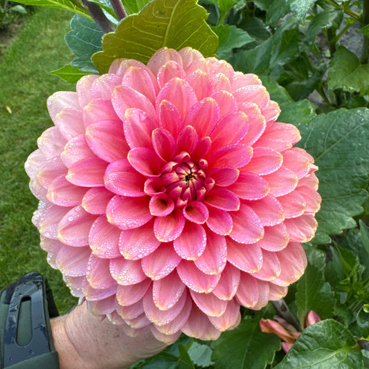 Dahlia Rina Bredie