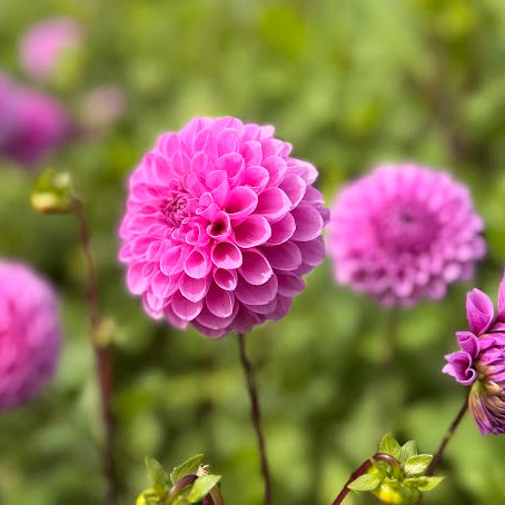 Dahlia Robann Regal Nyhet!