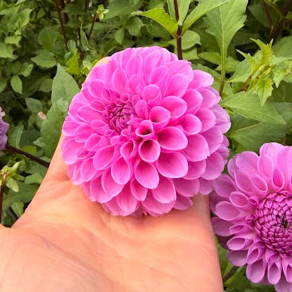 Dahlia Robann Regal Nyhet!