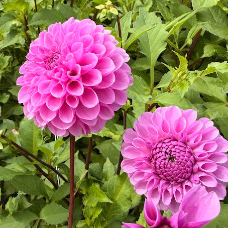 Dahlia Robann Regal Nyhet!