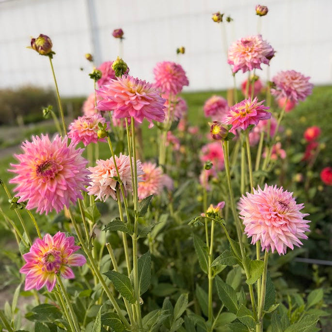 Dahlia Romantique Nyhet!