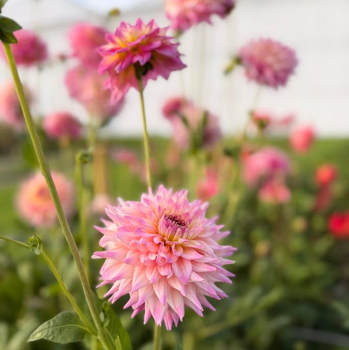 Dahlia Romantique Nyhet!