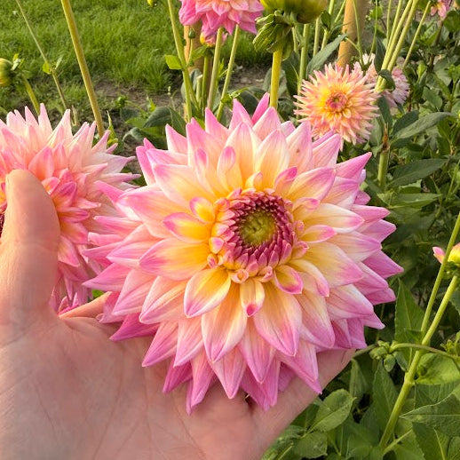 Dahlia Romantique Nyhet!