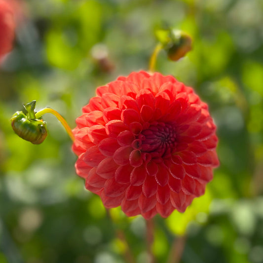 Dahlia Safe Shot