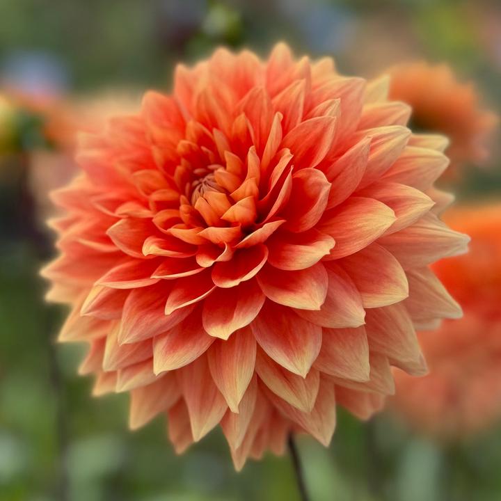 Dahlia Salmonette