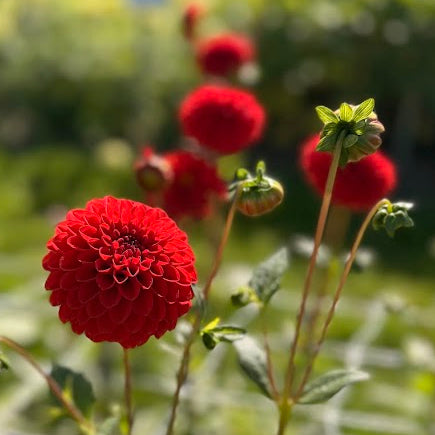 Dahlia Salsa Nyhet!