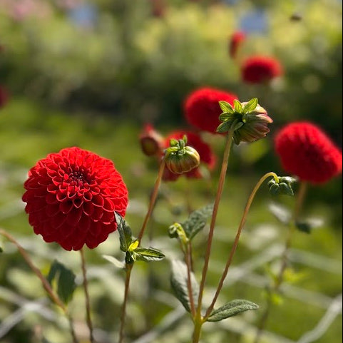 Dahlia Salsa Nyhet!