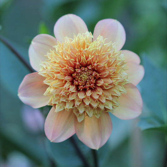 Dahlia Sandia Brocade