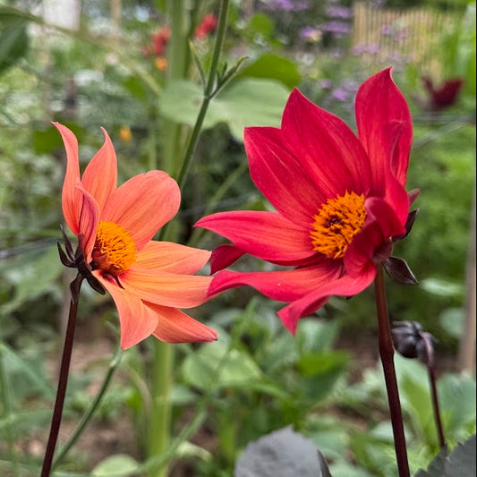 Dahlia Schipper's Bronze