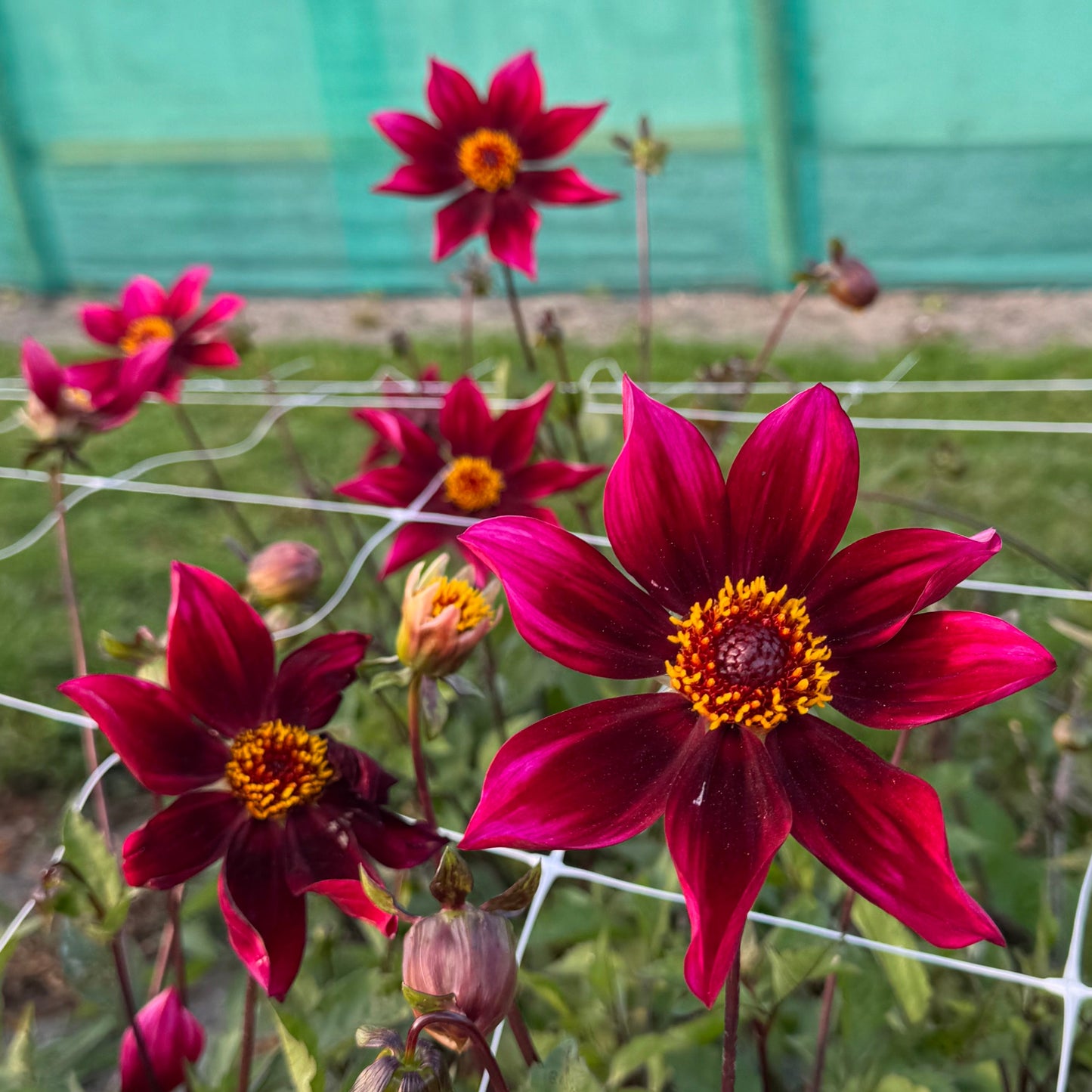 Dahlia Schipper's Choice