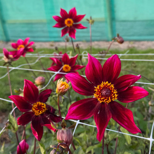 Dahlia Schipper's Choice