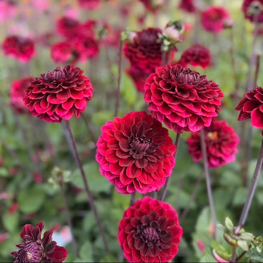 Dahlia Seniors Darkness Nyhet!