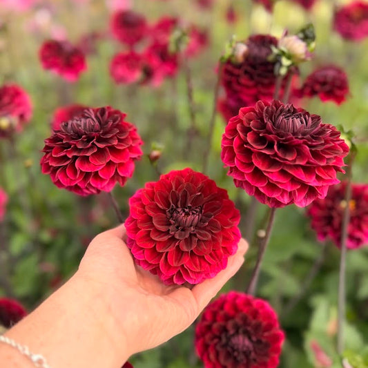 Dahlia Seniors Darkness Nyhet!