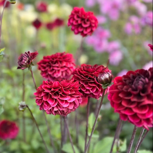 Dahlia Seniors Darkness Nyhet!
