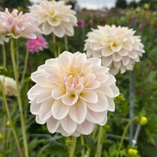 Dahlia Silver Antiqua