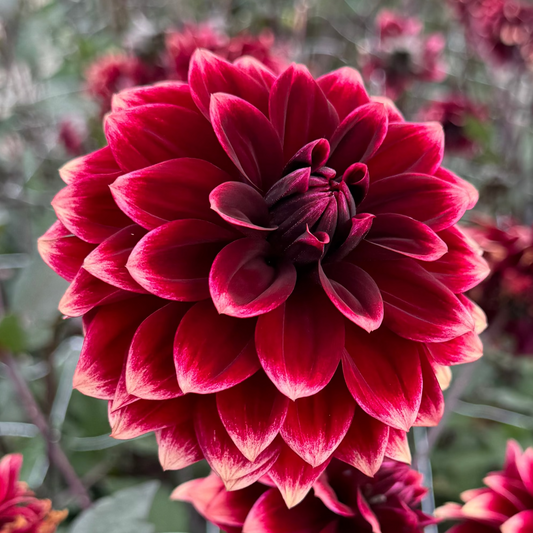 Dahlia Sissinghurst © Mycket exclusive!
