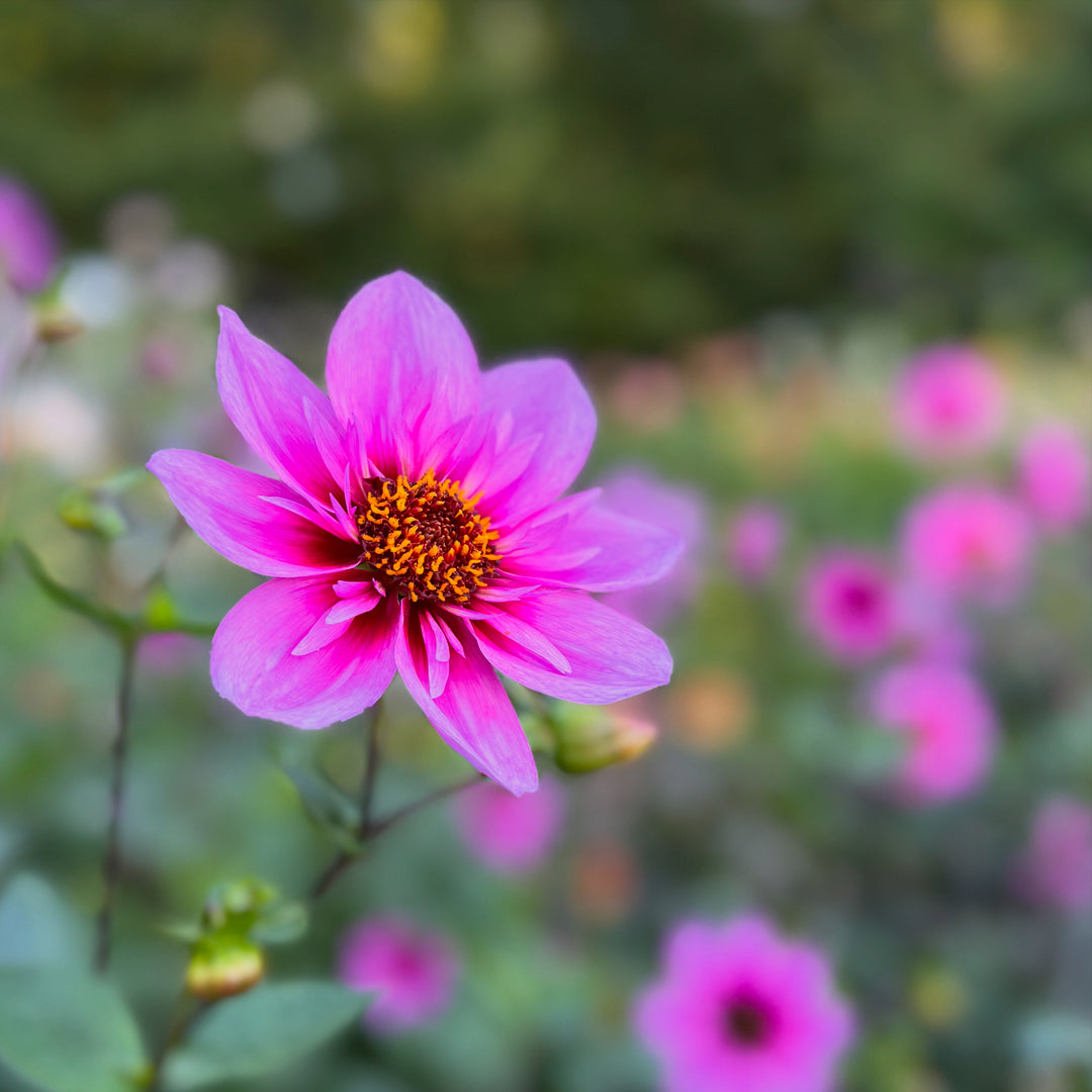 Dahlia Skyfall