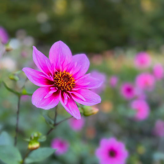 Dahlia Skyfall