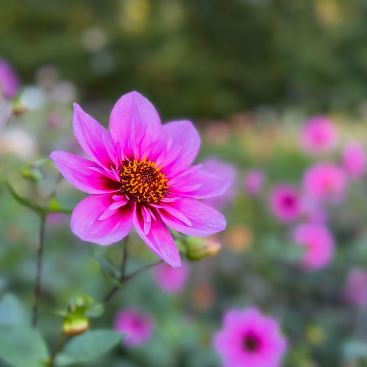 Dahlia Skyfall