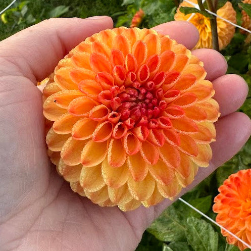Dahlia Souvenir D'ete Nyhet!