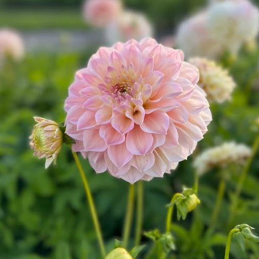 Dahlia Staburadze Nyhet!