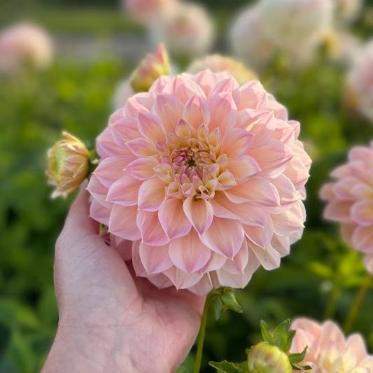 Dahlia Staburadze Nyhet!