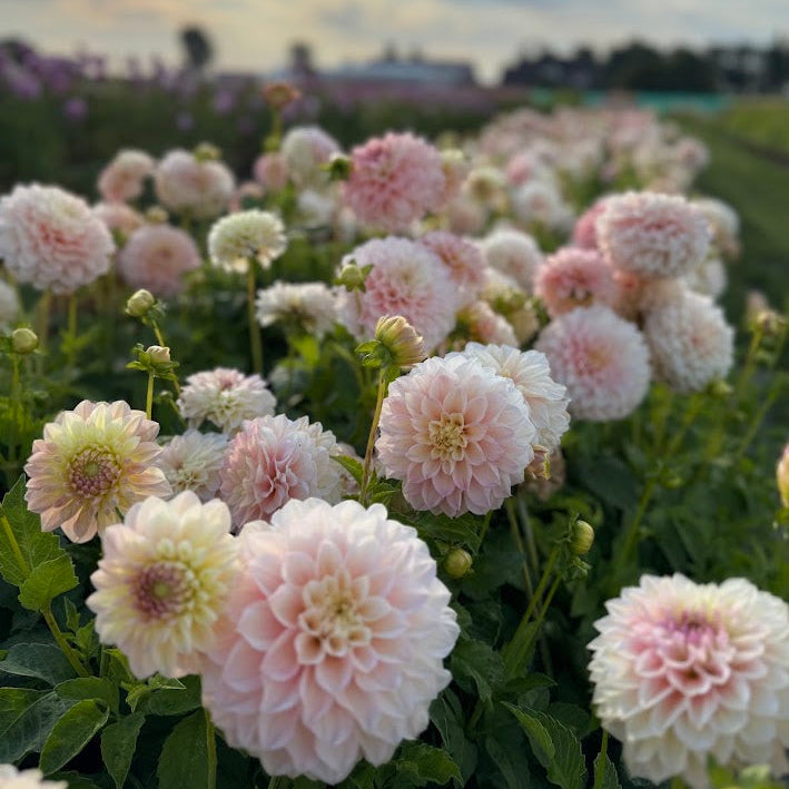 Dahlia Staburadze Nyhet!