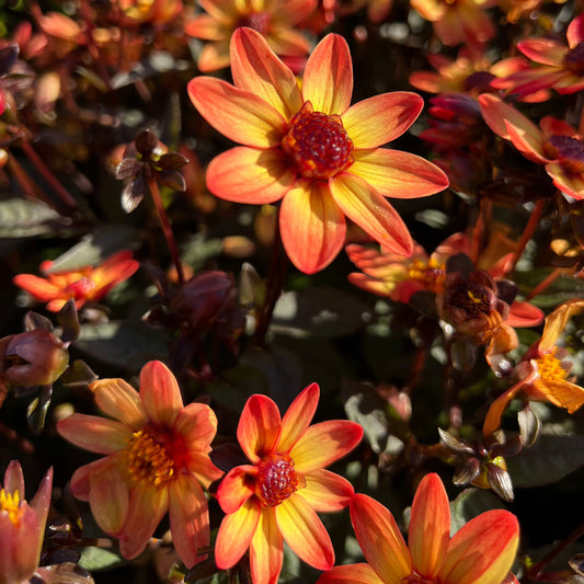 Dahlia Star Wars®