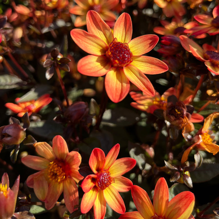 Dahlia Star Wars®