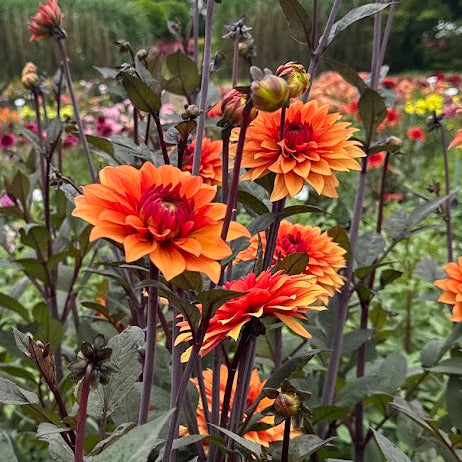 Dahlia Stateue of Orange Nyhet!
