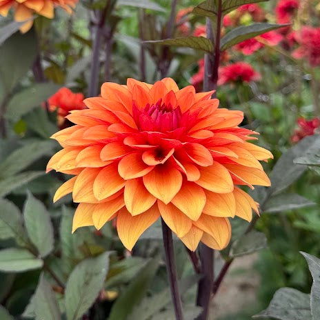 Dahlia Statue of Orange Nyhet!