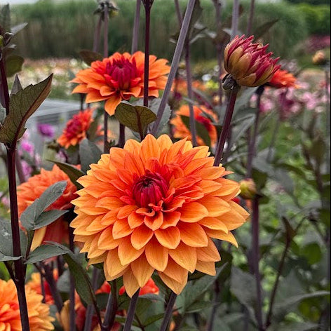 Dahlia Stateue of Orange Nyhet!