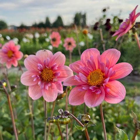Dahlia Strawberry Bonbon Nyhet!