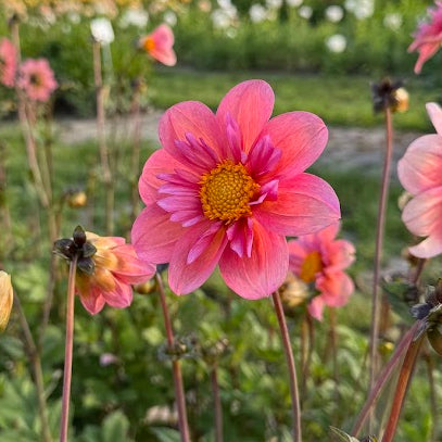 Dahlia Strawberry Bonbon Nyhet!